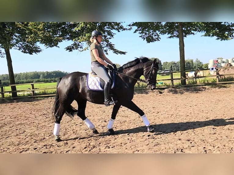 Cheval de selle allemand Jument 5 Ans 167 cm Noir in Löningen