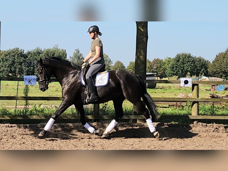 Cheval de selle allemand Jument 5 Ans 167 cm Noir in Löningen