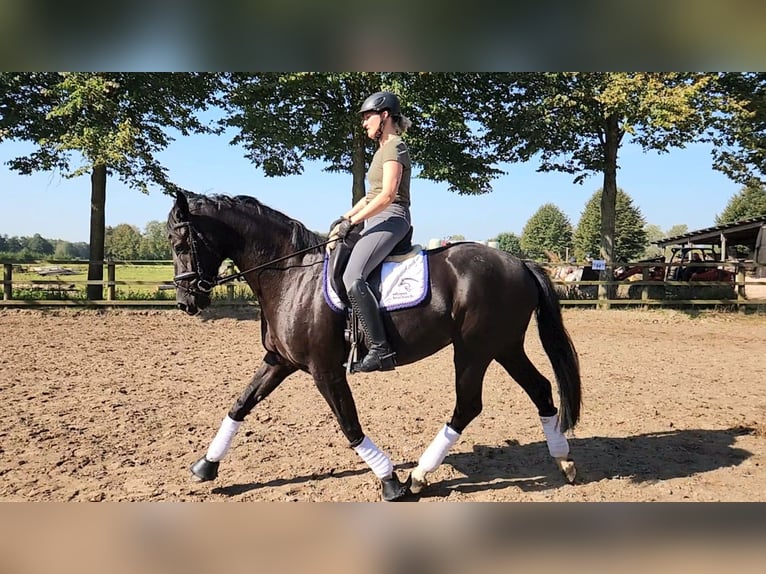 Cheval de selle allemand Jument 5 Ans 167 cm Noir in Löningen