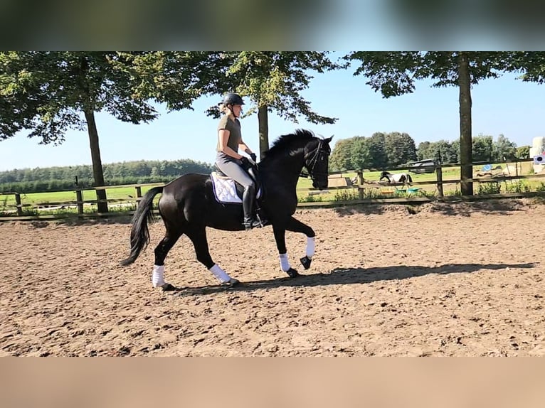 Cheval de selle allemand Jument 5 Ans 167 cm Noir in Löningen