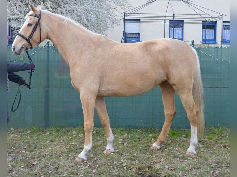 Cheval de selle allemand Jument 5 Ans 168 cm Palomino in Buchhain