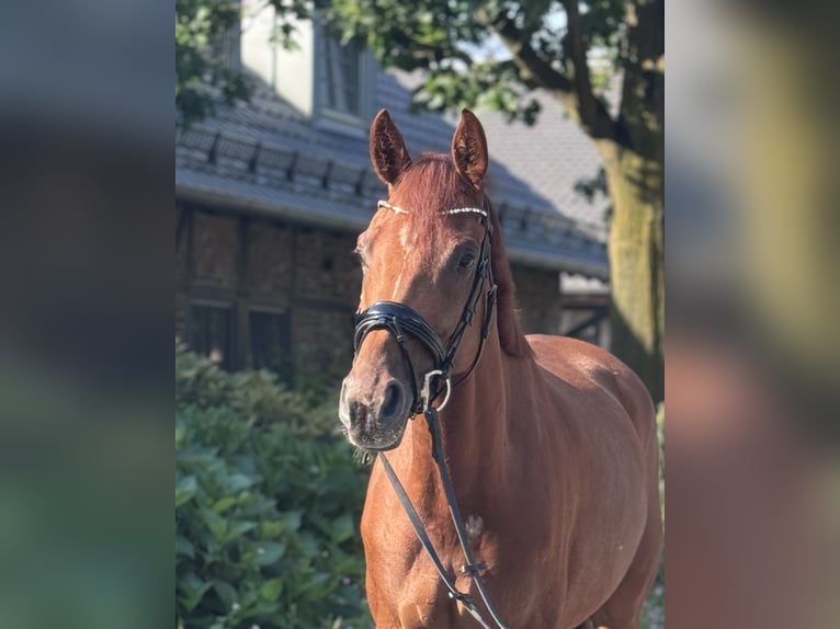 Cheval de selle allemand Jument 5 Ans 169 cm Alezan in Grevenbroich