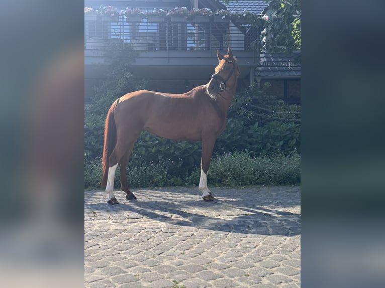 Cheval de selle allemand Jument 5 Ans 169 cm Alezan in Grevenbroich