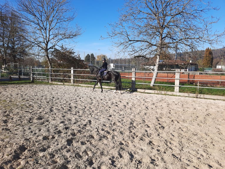 Cheval de selle allemand Jument 5 Ans 172 cm Noir in Maulburg