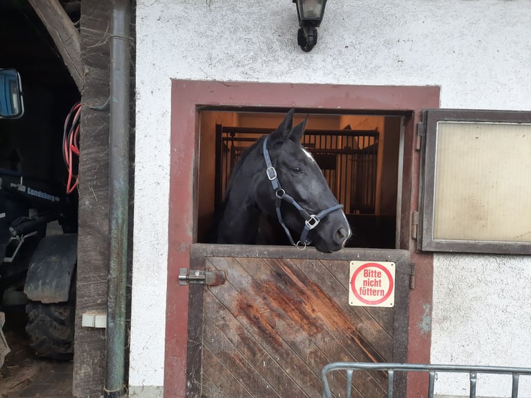 Cheval de selle allemand Jument 5 Ans 172 cm Noir in Maulburg