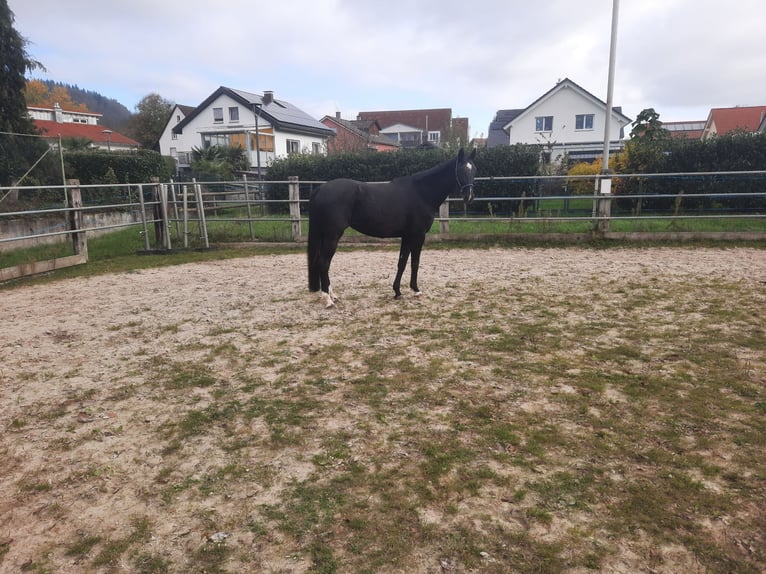 Cheval de selle allemand Jument 5 Ans 172 cm Noir in Maulburg