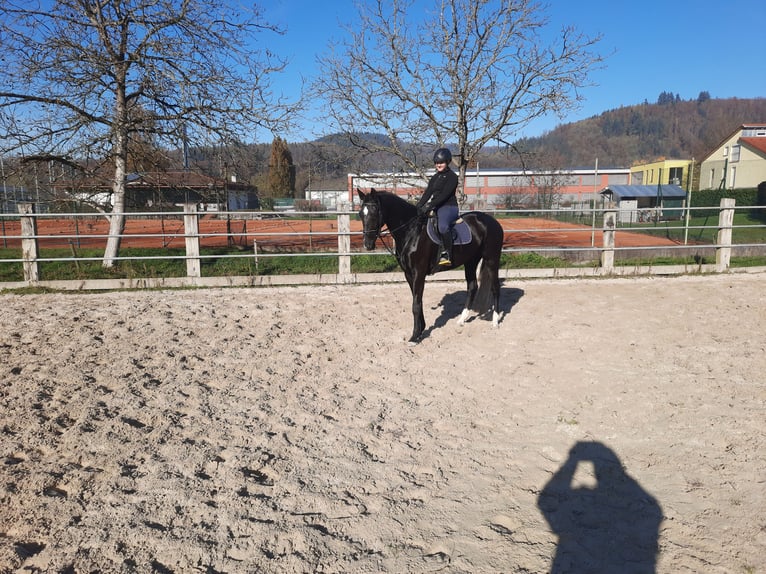 Cheval de selle allemand Jument 5 Ans 172 cm Noir in Maulburg