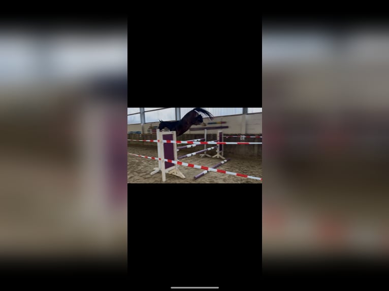 Cheval de selle allemand Jument 5 Ans 173 cm Bai in Kaarst