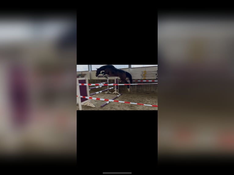 Cheval de selle allemand Jument 5 Ans 173 cm Bai in Kaarst