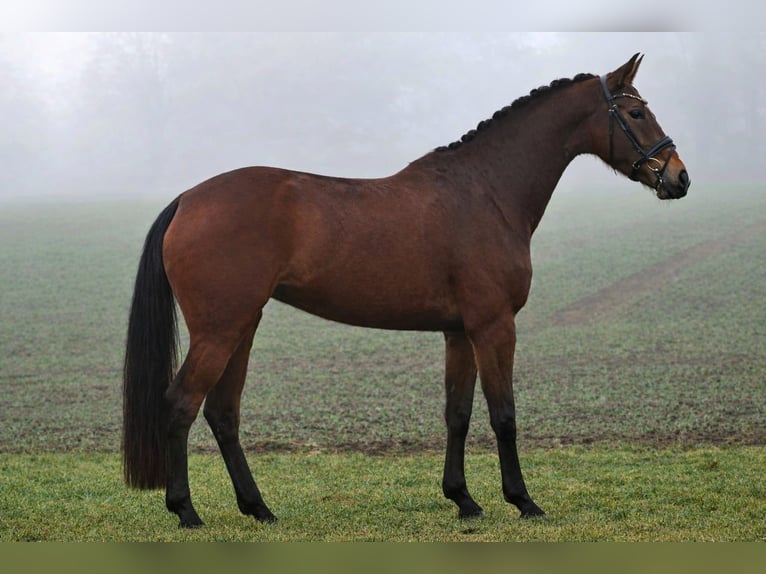 Cheval de selle allemand Jument 5 Ans 174 cm Bai in Emsdetten