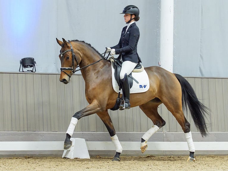 Cheval de selle allemand Jument 5 Ans Bai in Münster-Handorf