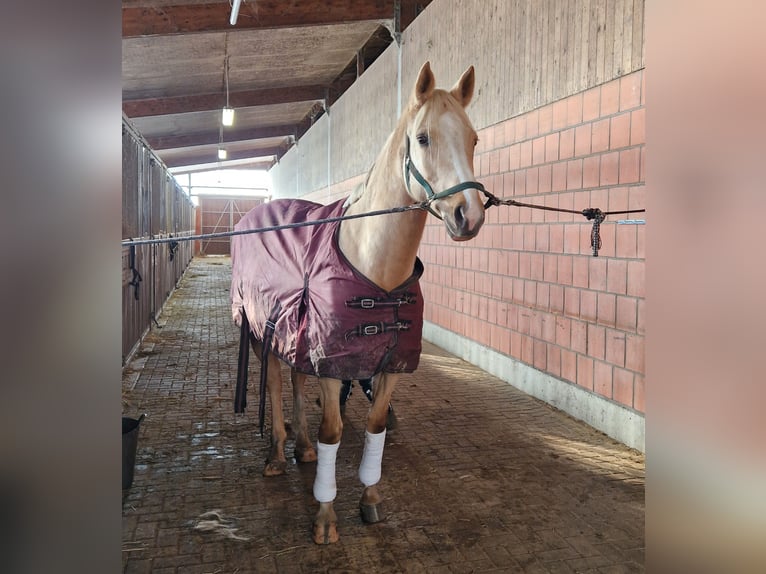 Cheval de selle allemand Jument 6 Ans 163 cm Palomino in Borken