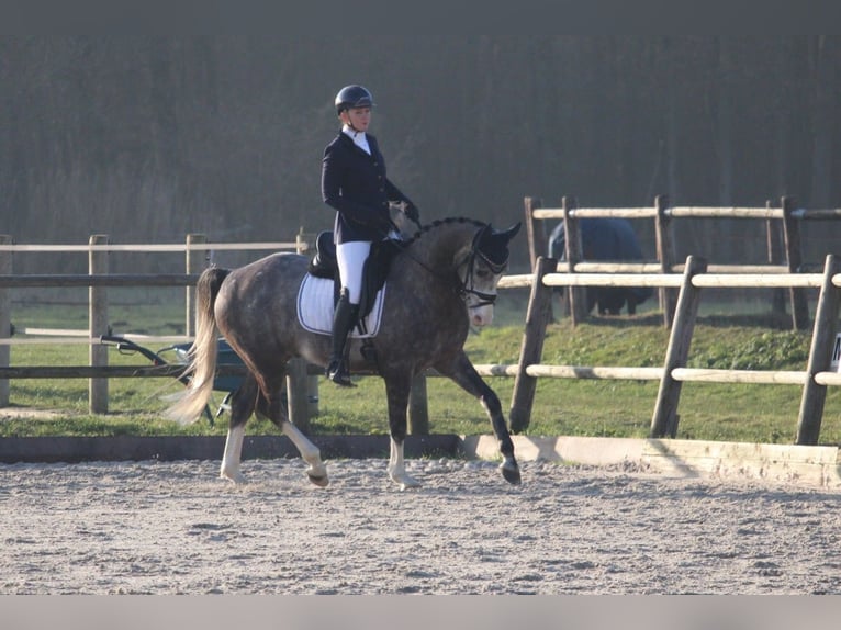 Cheval de selle allemand Jument 6 Ans 163 cm Rouan bleu in Wijk en Aalburg