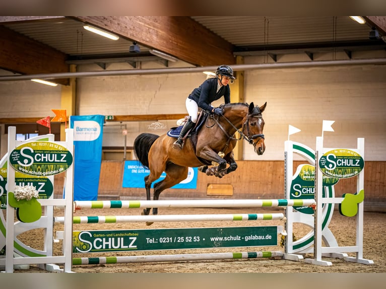 Cheval de selle allemand Jument 6 Ans 164 cm Bai in Neudrossenfeld