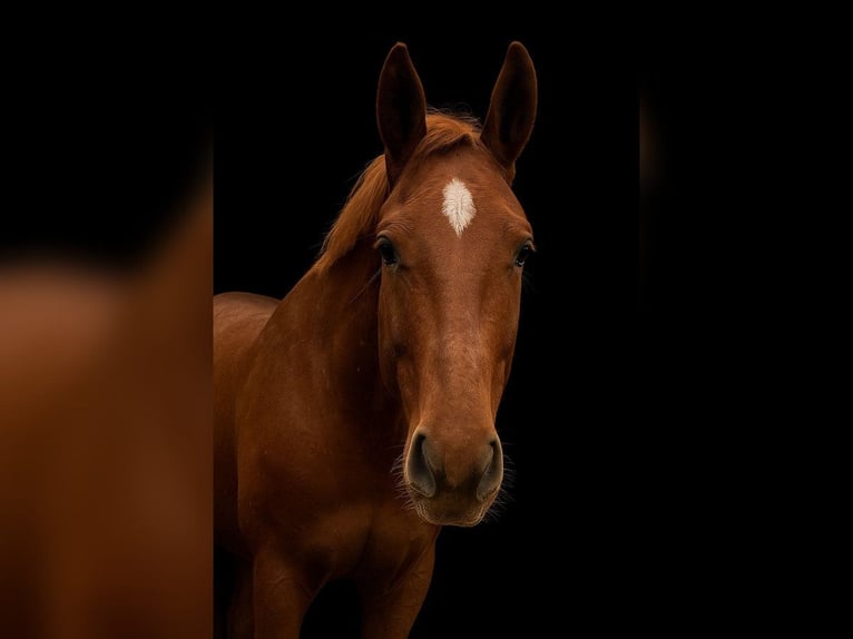 Cheval de selle allemand Jument 6 Ans 165 cm Alezan in Burgthann