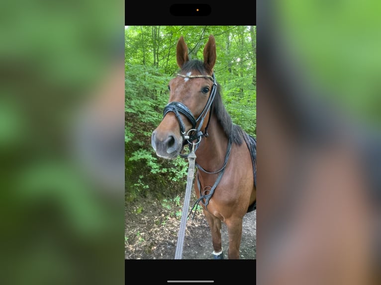 Cheval de selle allemand Jument 6 Ans 165 cm Alezan in Dörentrup