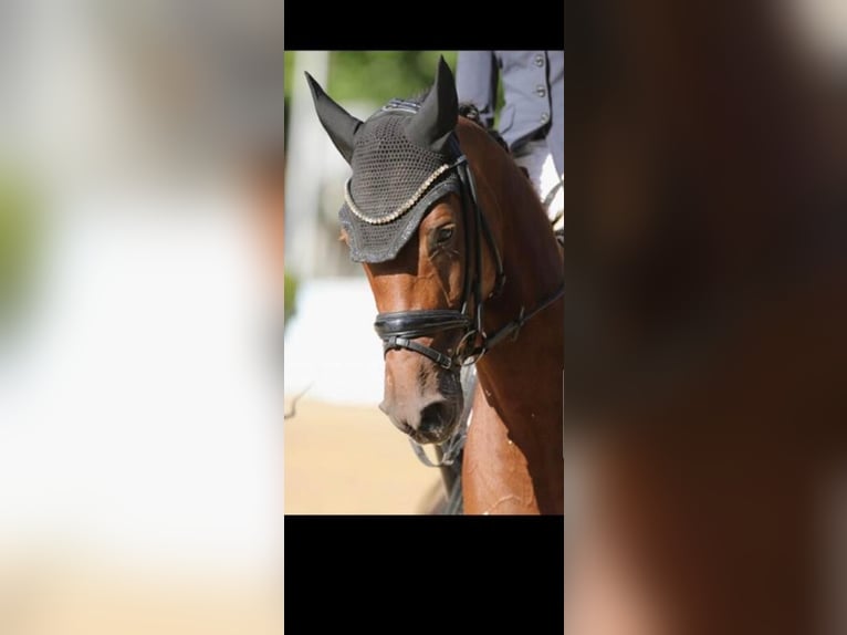 Cheval de selle allemand Jument 6 Ans 165 cm Alezan in Dörentrup