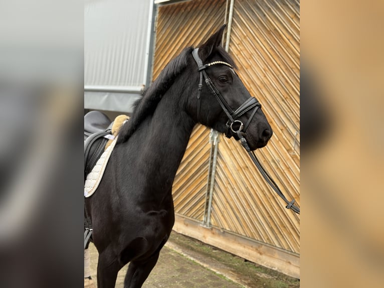 Cheval de selle allemand Jument 6 Ans 165 cm Noir in Diemelsee