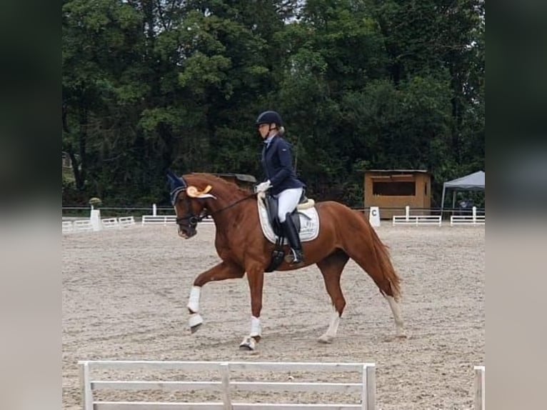 Cheval de selle allemand Jument 6 Ans 166 cm Alezan in Königheim