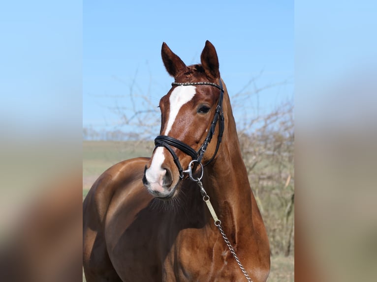 Cheval de selle allemand Jument 6 Ans 166 cm Alezan in Königheim
