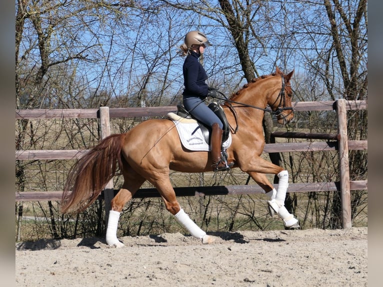 Cheval de selle allemand Jument 6 Ans 166 cm Alezan in Königheim