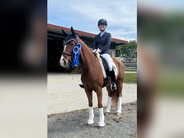 Cheval de selle allemand Jument 6 Ans 166 cm Alezan in Königheim