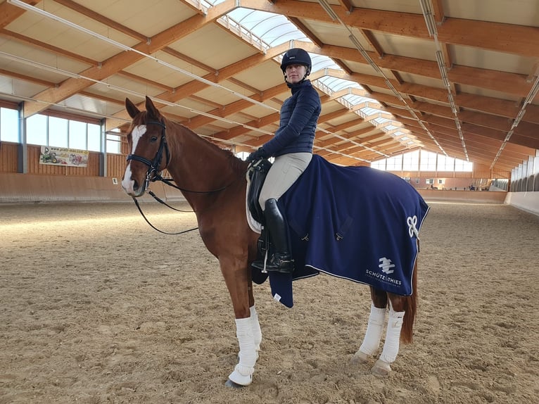 Cheval de selle allemand Jument 6 Ans 166 cm Alezan in Königheim