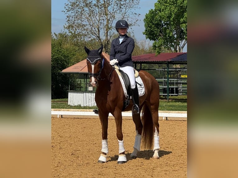 Cheval de selle allemand Jument 6 Ans 166 cm Alezan in Königheim