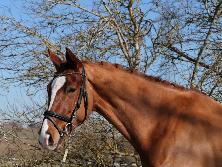 Cheval de selle allemand Jument 6 Ans 166 cm Alezan in Königheim