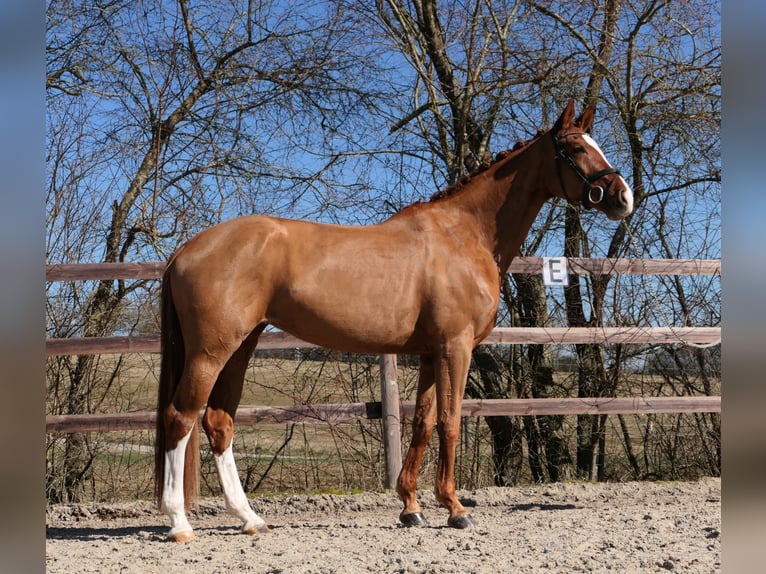 Cheval de selle allemand Jument 6 Ans 166 cm Alezan in Königheim