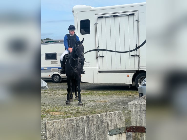 Cheval de selle allemand Jument 6 Ans 166 cm Bai brun foncé in Fröndenberg