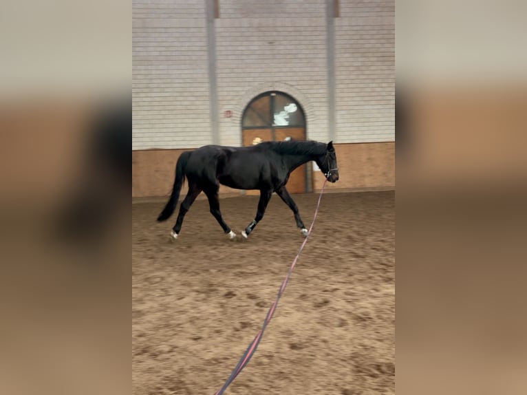 Cheval de selle allemand Jument 6 Ans 167 cm Bai brun in Wittichenau