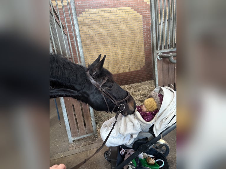 Cheval de selle allemand Jument 6 Ans 167 cm Bai brun in Wittichenau