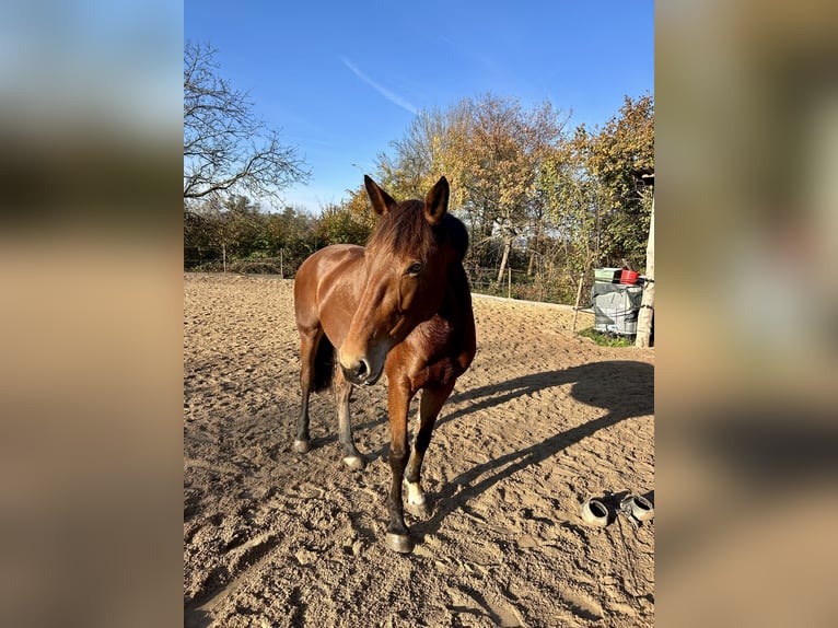 Cheval de selle allemand Jument 6 Ans 167 cm Bai in Brensbach