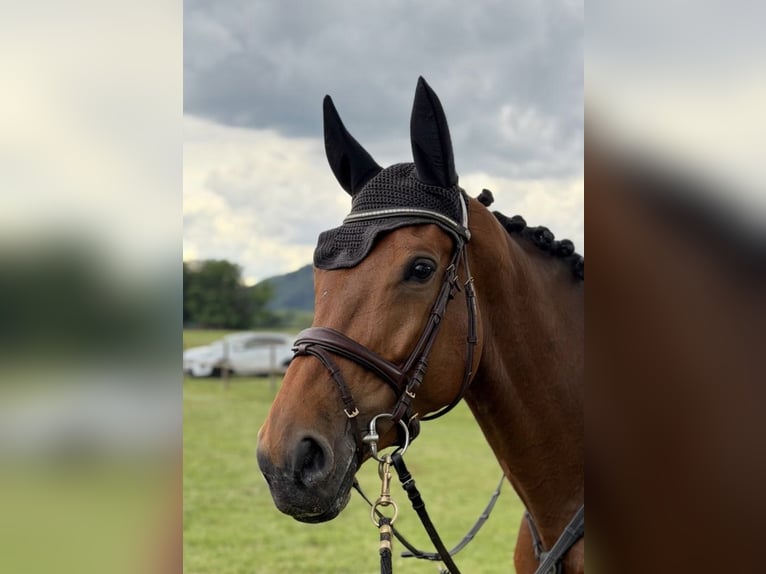 Cheval de selle allemand Jument 6 Ans 168 cm Bai in Unterneukirchen