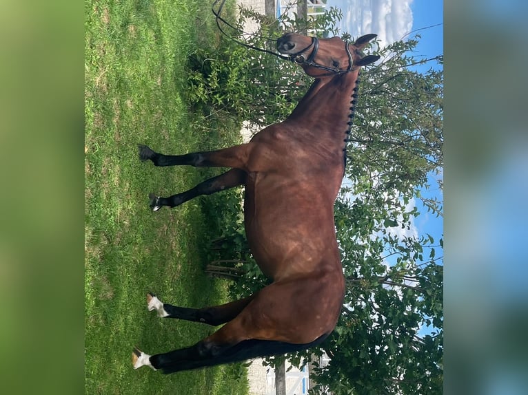 Cheval de selle allemand Jument 6 Ans 168 cm Bai in Unterneukirchen