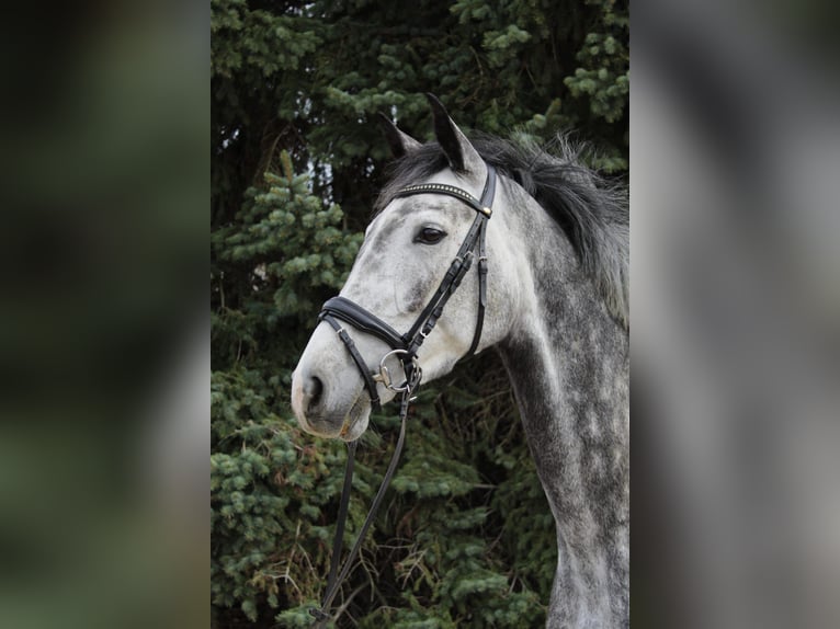 Cheval de selle allemand Jument 6 Ans 168 cm Gris pommelé in Dohna