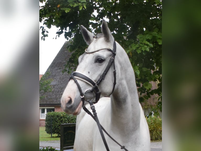 Cheval de selle allemand Jument 6 Ans 169 cm Gris in Fredenbeck