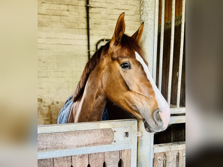 Cheval de selle allemand Jument 6 Ans 170 cm Alezan in Borchen