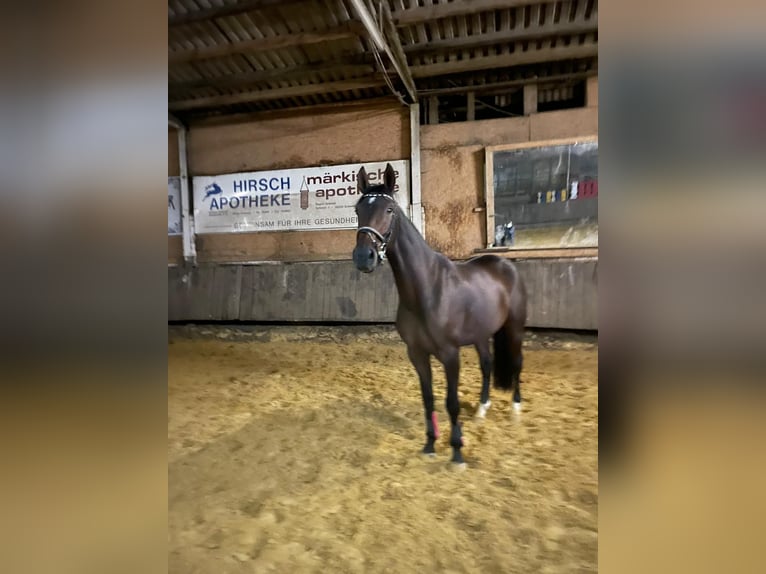 Cheval de selle allemand Jument 6 Ans 170 cm Bai brun in Schwelm