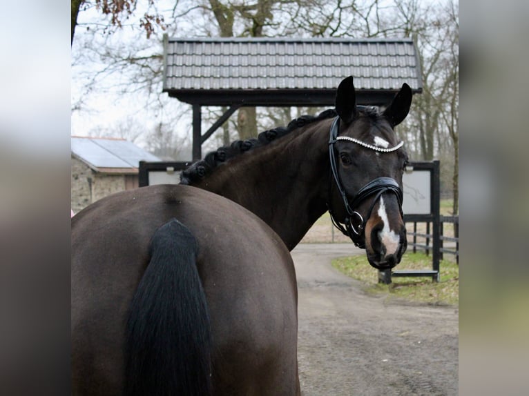 Cheval de selle allemand Jument 6 Ans 170 cm Bai brun in Recke, bei Osnabrück