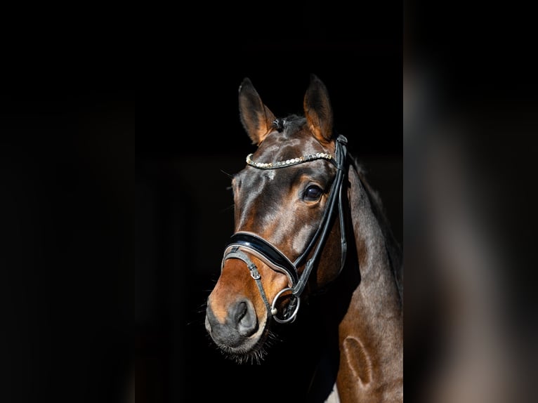 Cheval de selle allemand Jument 6 Ans 170 cm Bai brun in Rosenheim