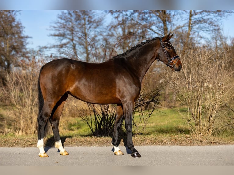 Cheval de selle allemand Jument 6 Ans 170 cm Bai brun in Rosenheim