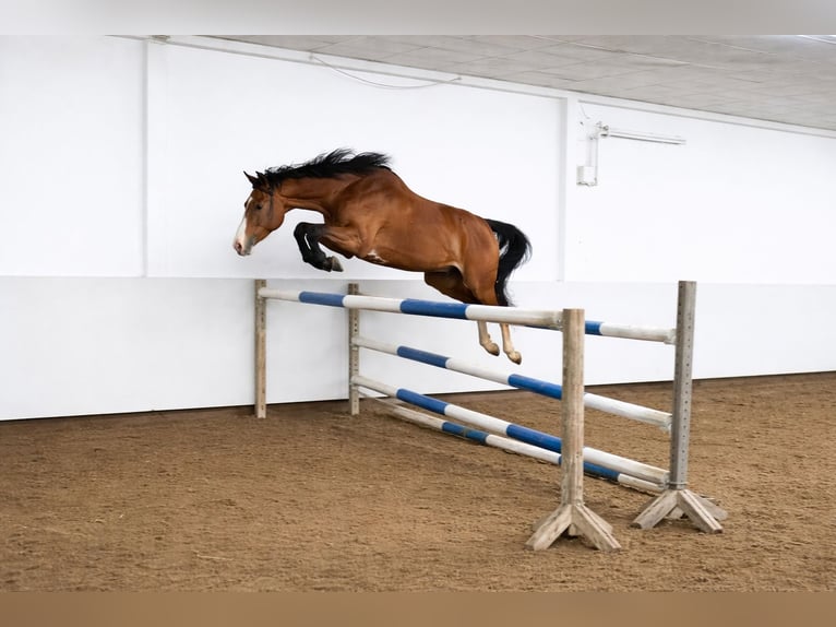 Cheval de selle allemand Jument 6 Ans 170 cm Bai in Bruchmühlbach-Miesau