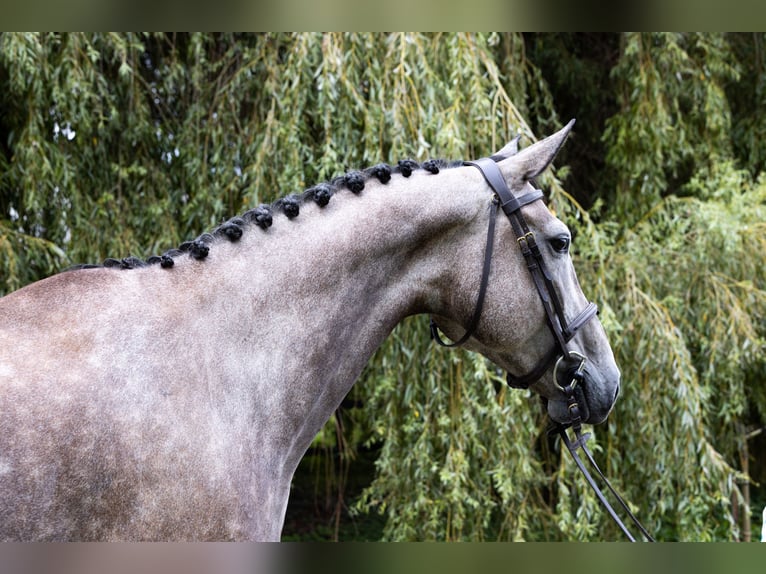 Cheval de selle allemand Jument 6 Ans 172 cm Gris in Büttelborn