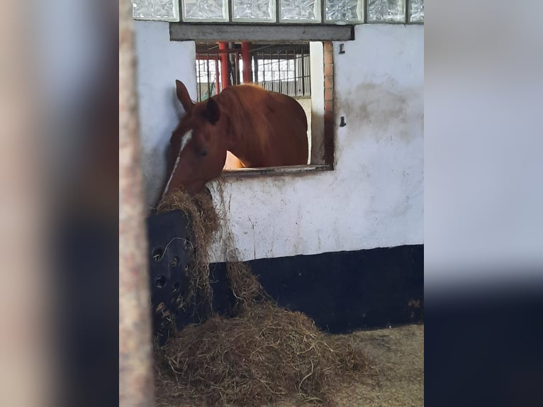 Cheval de selle allemand Jument 7 Ans 154 cm Alezan in Kiel