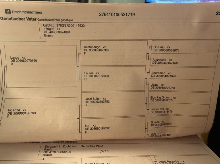 Cheval de selle allemand Jument 7 Ans 157 cm Bai in BiendorfRerik