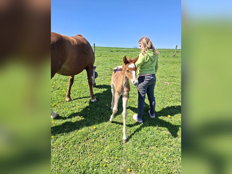 Cheval de selle allemand Jument 7 Ans 158 cm Alezan in Nümbrecht