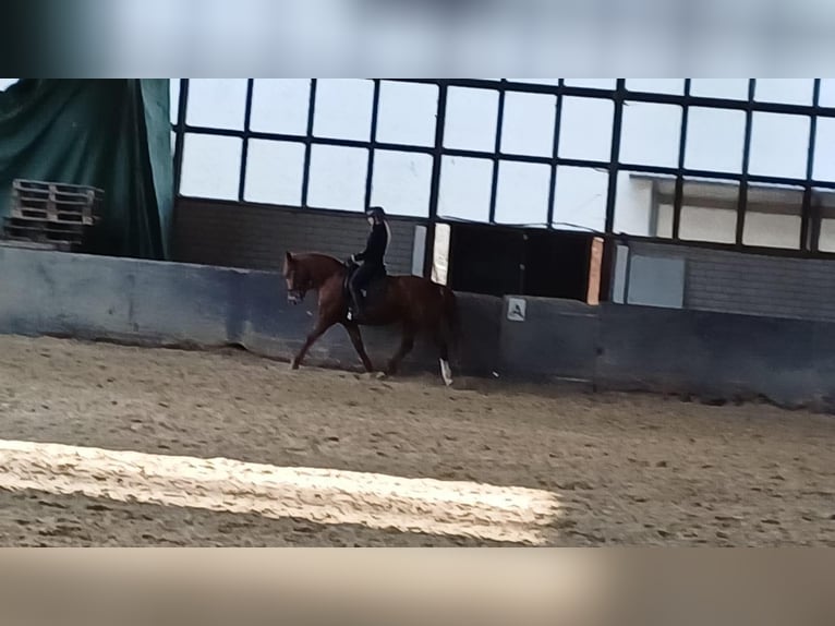 Cheval de selle allemand Jument 7 Ans 158 cm Alezan in Nümbrecht