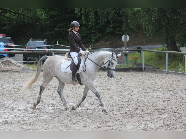 Cheval de selle allemand Jument 7 Ans 158 cm Gris in Marktredwitz